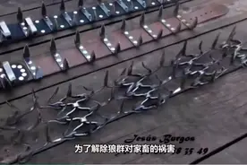 游牧民族发明的防狼项圈，为什么能吓退狼群？简直堪比开挂视频封面