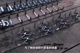 游牧民族发明的防狼项圈，为什么能吓退狼群？简直堪比开挂视频封面
