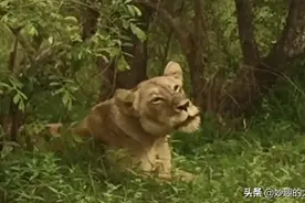 母狮与狮群分离三天后重逢，感动！视频封面