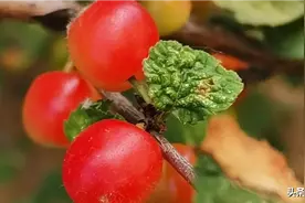 鲜艳夺目的毛樱桃图片