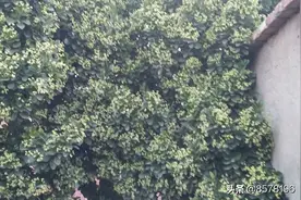 出售树，17703273799图片