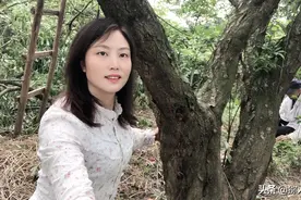 三十多年的老李子树不生虫，每年挂果几百斤，就是不知道是啥品种视频封面