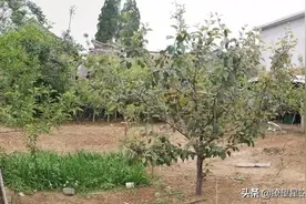 老家的室外桃源图片