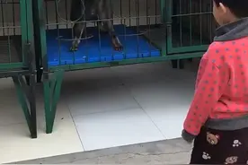 卡特儿子，性格非常牛逼的一条狼灰公视频封面