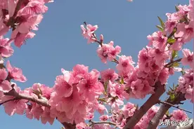 十里桃花开图片