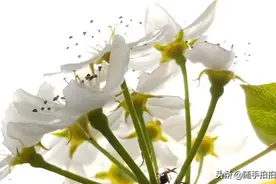 花儿朵朵向阳开图片