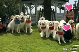 大白熊犬养殖场图片