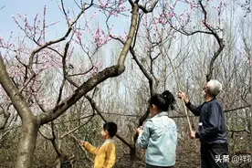 “打花人”！一位老大爷正在用木杆敲打树枝，知道这是为什么吗？图片