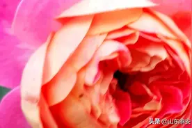 我只为你盛开一次，请多看我一眼，在我最美的时光……图片