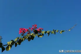 好心情莫过于抬起头时，蓝天白云就着映入了眼帘
2019-12-12。图片