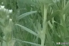 芝麻开花节节高，朋友们这是什么植物?不是芝麻哟！图片