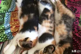 三只小花猫的童年时光，有没有被它们可爱的睡姿萌化呢？图片