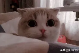 猫拖拉机式的咕噜噜，吵的实在睡不着，皮皮的马达为何这么吵？视频封面