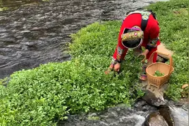 距离昆明90公里的九乡小河边长满野水芹菜，阿妈做了一道美食！视频封面