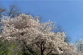 人间芳菲四月天——温哥华樱花盛开图片