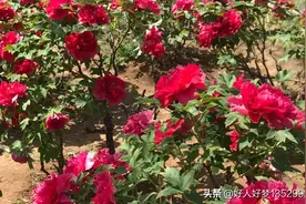 牡丹花儿开图片