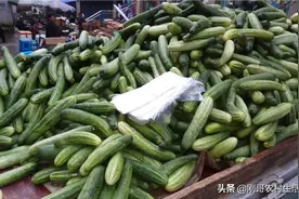 河边本地黄瓜上市了！图片