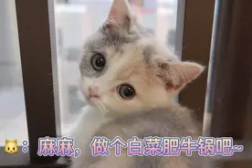 猫咪看了都流口水的懒人白菜肥牛锅视频封面