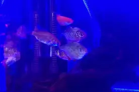 食人鱼不吃鱼？是不合胃口么？视频封面
