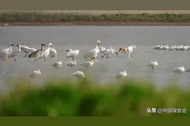 周晋峰在绿会研究室关于鄱阳湖水利枢纽工程建设项目视频封面