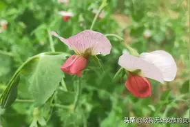 云南临沧，这里群山环绕，春暖花开，人民淳朴善良，很喜欢这里图片