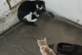 猫妈妈教小猫抓耗子，一对一辅导，手把手教学视频封面