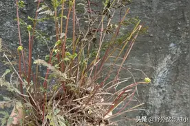 非常漂亮的蕨类盆景图片