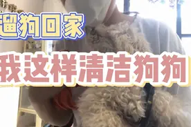 每次遛完狗狗回家，女主人这样清洁狗狗才放心，不要嫌麻烦哦！视频封面