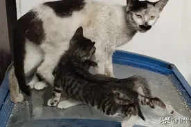 猫咪流浪记图片