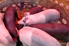 小猪论个数卖，2000多元一个图片