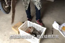 清早还是继续发兔子，包装结实第一步，希望粉丝朋友们养大繁殖哈视频封面