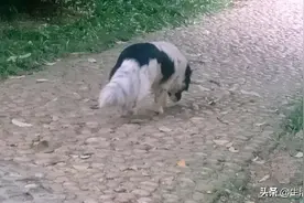 一只落魄的狗图片