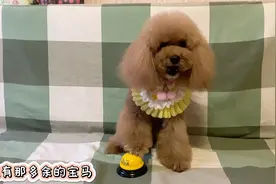 泰迪狗狗唱歌给主人，表达自己的不容易，主人笑喷！视频封面