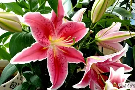 美丽的百合花！图片