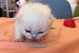小猫咪就认猫妈妈，别人抱它不乐意视频封面