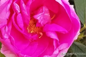 你看含苞待放图片