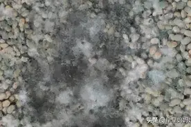 准备做黄豆酱的这个霉成这样了还能要吗？算是失败了吗图片