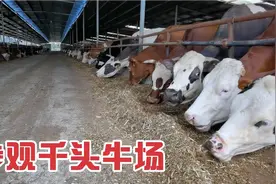 带着我们的小伙伴去参观我们当地千头牛场，大牛场确实是大牛场视频封面