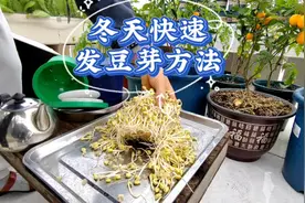 冬天在家快速发豆芽，5天可收获粗嫩的豆芽，方法简单易学视频封面