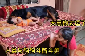 小姐姐与大黑狗的斗智斗勇，大黑狗真的太聪明了，让人拍手称赞视频封面