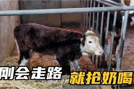 牛犊刚出生半小时，学会走路就追着要喝奶，萌萌的样子可爱视频封面