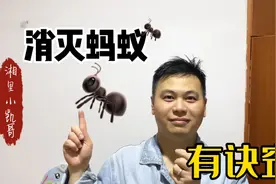 消灭蚂蚁有绝招 不用汽油不用药  简单易学效果好 来多少灭多少视频封面