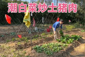 广西农村宝妈摘自种的潮白菜炒土猪肉 晚餐一家5口吃得香极了视频封面