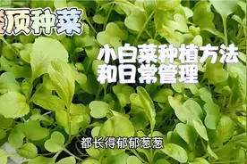 家庭种菜：小白菜的最详细种植步骤及注意事项！视频封面