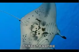 魔鬼鱼蝠鲼：似幽灵海洋中翱翔(体长可达7米)(视频封面