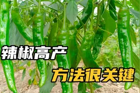 种植辣椒有方法，施肥时间很关键，把握这几点，辣椒多到摘不完视频封面