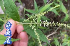 农村的白鱼尾又叫驳骨丹，有人称为“寒湿草”你知道它的妙用吗？