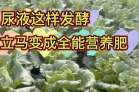 用尿液浇菜多加两样东西，立马变成全能营养肥，简单效果还好