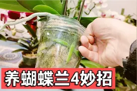 养殖蝴蝶兰4个妙招，哪一个用好都事半功倍，你知道几个？视频封面