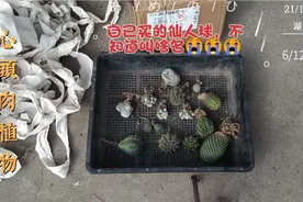白毛仙人球，无刺仙人球，有养的没？欢迎肉友们传授经验哦😆视频封面